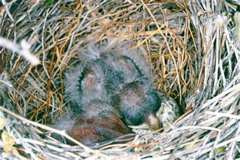 Photographs of Pyrrhuloxias and other the birds on the Arizona desert ...