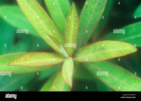 Lance shaped leaves hi-res stock photography and images - Alamy