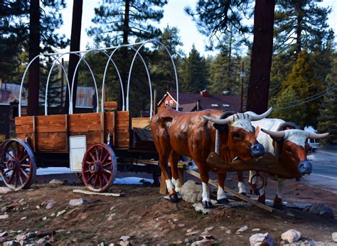 Oxen Pulling A Wagon Free Stock Photo - Public Domain Pictures