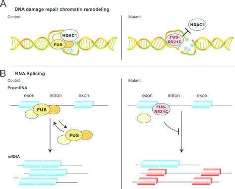 Mechanisms of wild type and mutant FUS in DNA damage repair/response ...