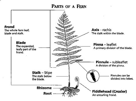 Fern Morphology | Kullabs.com