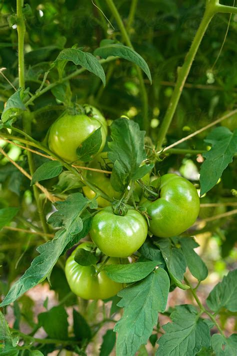 "Green Tomatoes" by Stocksy Contributor "Maryanne Gobble" - Stocksy