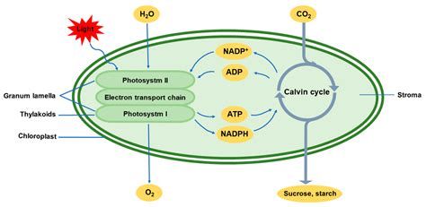 IJMS | Free Full-Text | Chloroplasts— Beyond Energy Capture and Carbon ...