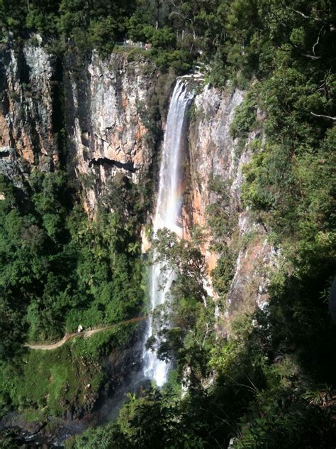 Tickets & Tours - Springbrook National Park, Gold Coast - Viator | Australia travel, National ...