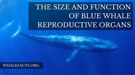 The Size & Function of Blue Whale Genitalia | Reproductive Organs