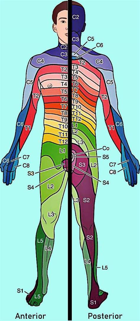 Dermatomes Definition Chart And Diagram Medical Anatomy Basic | Images ...