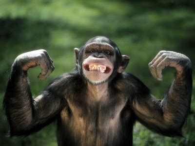 Chimpanzee Strength - Facts about the Physical Prowess of Chimps