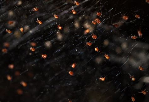 Northern Black Widow Spiderlings | Suffolk County, NY | Alex Roukis | Flickr