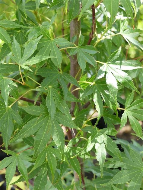 Deciduous Tree - Acer Palmatum Katsura, Japanese Maple