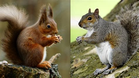 Problem-Solving Abilities Help Explain the Grey Squirrel’s Success | Blog | Nature | PBS