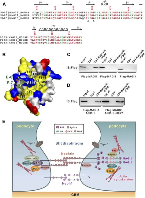 A single mutation converts MAGI2 into a Nephrin-PBM binder. (A)... | Download Scientific Diagram