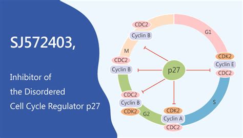 SJ572403 Inhibits the Disordered Cell Cycle Regulator p27Kip1 - Network ...