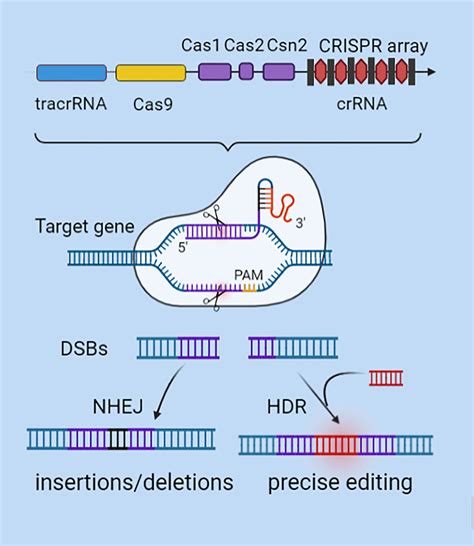 Frontiers | Effect of CRISPR/Cas9-Edited PD-1/PD-L1 on Tumor Immunity and Immunotherapy