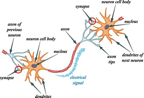 Nerves, Neurons, Axons and Dendrites by Example - ECHEMI