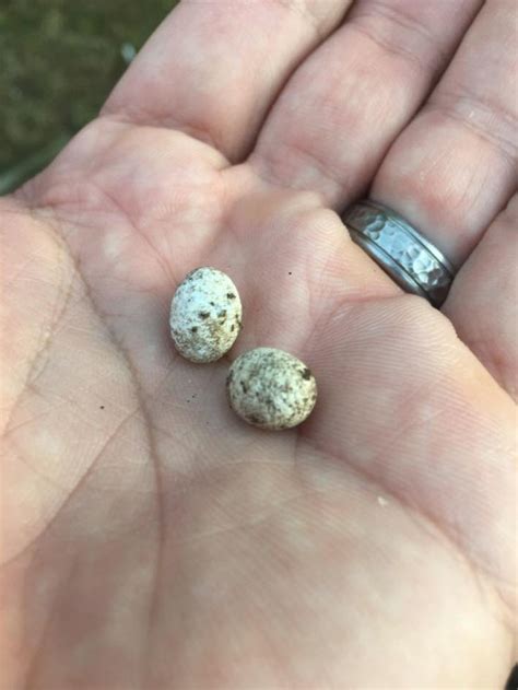 Video: Houston man finds lizard eggs, one hatches inside of his hands