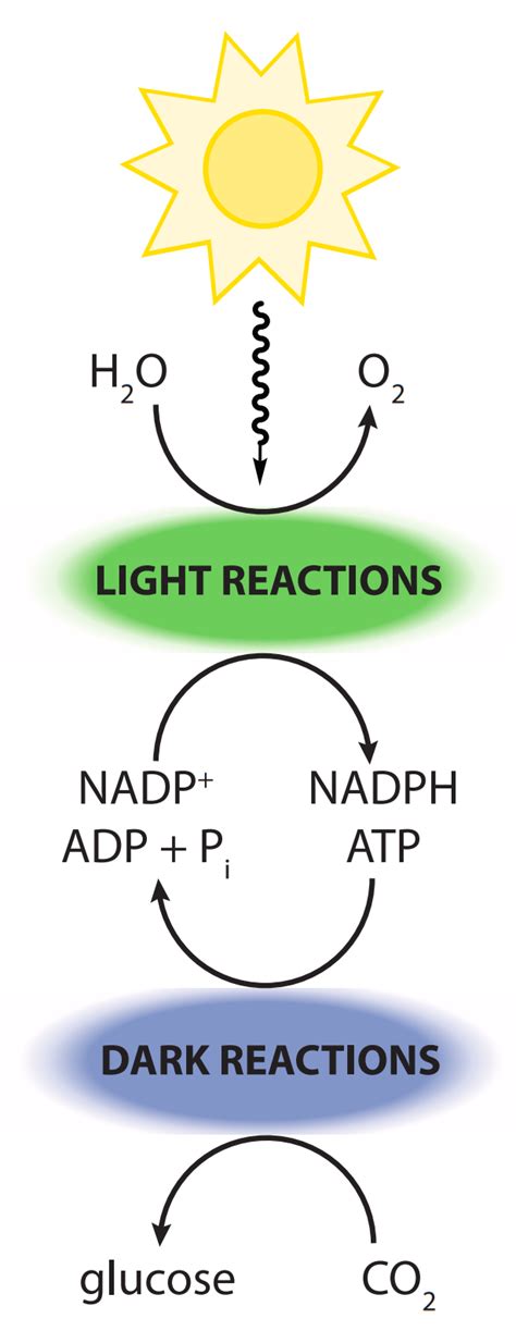 Dark Reaction