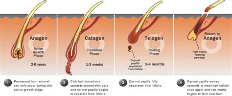 Understanding Hair Growth