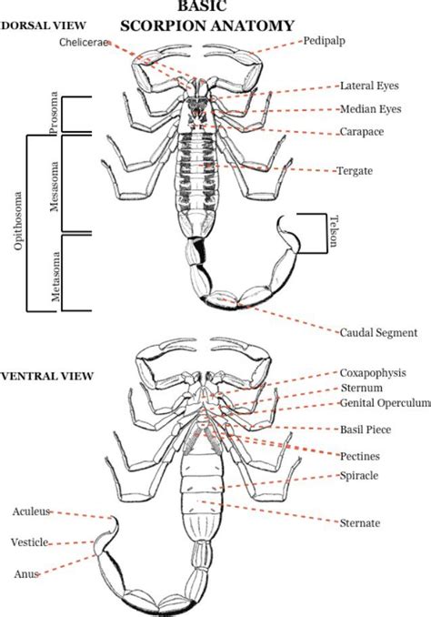 Pin by Murad Joseph on SCORPIONS | Scorpion, Anatomy, Insect anatomy