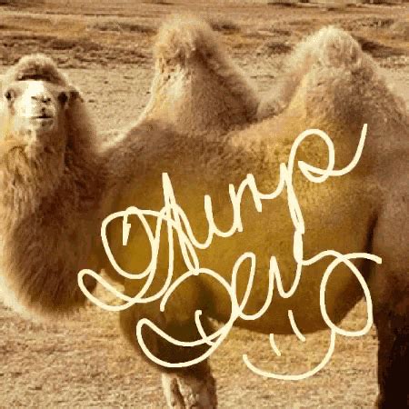 Hump Day GIF - Hump Day HumpDay - Discover & Share GIFs