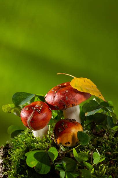 280+ Suillus Luteus Photos Stock Photos, Pictures & Royalty-Free Images ...