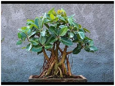 Buy Bonsai Suitable Indoor Plant Seeds Ficus Benghalensis Indian Banyan Tree Large Tree Seeds ...