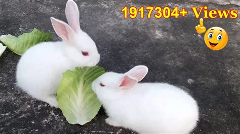 Cute Baby Rabbits Playing,Feeding Activities | Bunny Rabbit (Baby ...