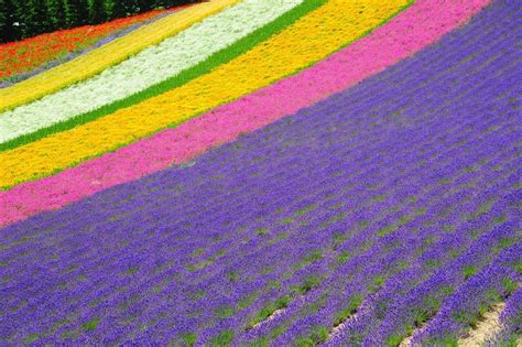 Furano Flowers