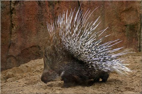 South African Porcupine | The South African Porcupine or Cap… | Flickr