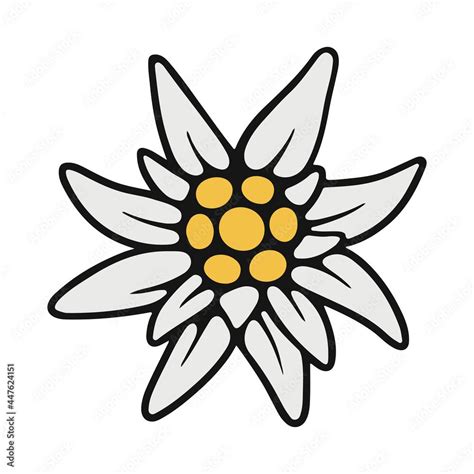 Edelweiss. A rare alpine flower in a simple flat style. The symbol of the Alps, Bavaria, Austria ...