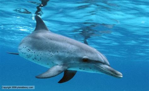 Pantropical Spotted Dolphin Information and Picture | Sea Animals