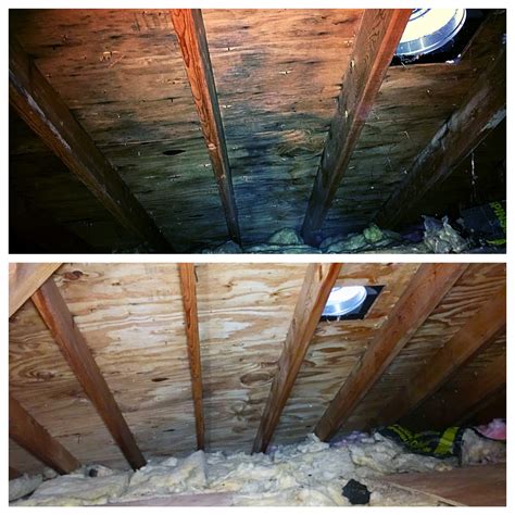 Making Attic Mold Stains Completely Disappear - Mold Removal Illinois ...