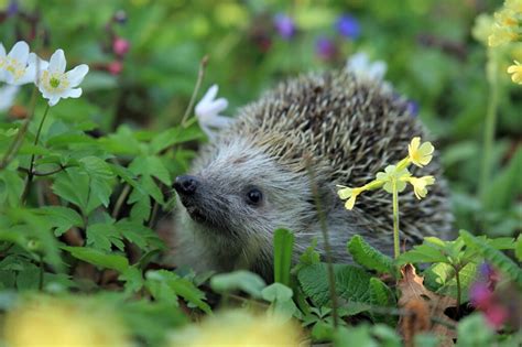 519 Cute and Funny Hedgehog Names - Animal Hype