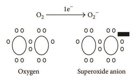 Formation of superoxide anion. The two molecules of oxygen, which are... | Download Scientific ...