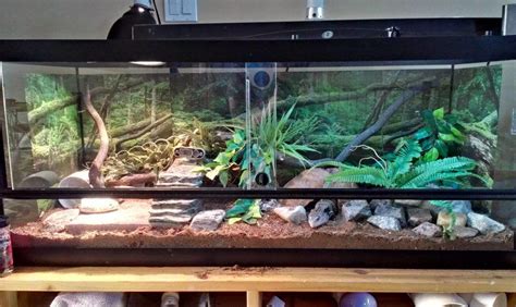 BTS enclosure gallery - Page 2 - BLUE TONGUE SKINKS | Lizard tank, Blue tongue skink, Gecko habitat