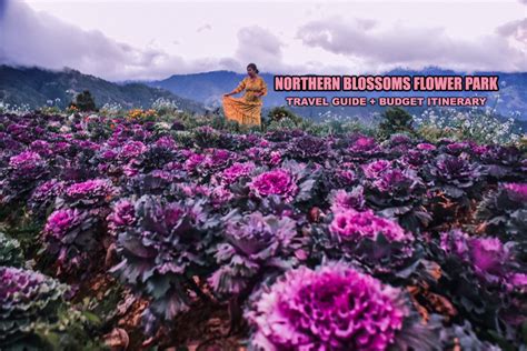 2024 NORTHERN BLOSSOM FLOWER FARM ATOK, BENGUET: DIY TRAVEL GUIDE ...