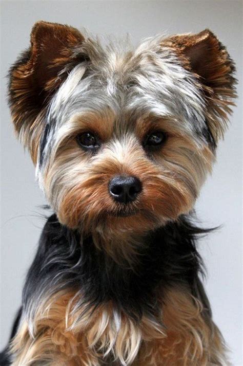 80+ Adorable Yorkie Haircuts For Your Puppy | Yorkie, Terrier puppies ...