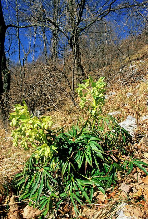 Stinking Hellebore (helleborus Foetidus) Photograph by Bruno Petriglia/science Photo Library