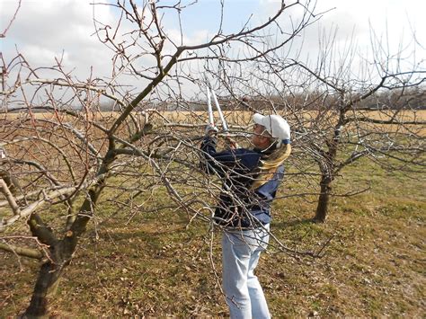 Brenda's Berries & Orchards: Winter Pruning of Apple Trees