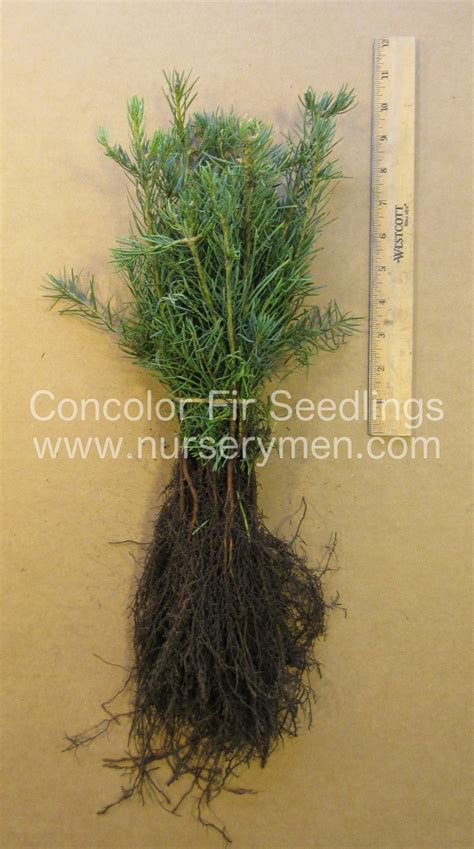 Evergreen Seedlings For Sale - Evergreen Trees For Sale