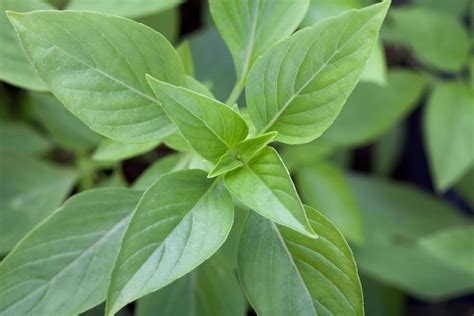 fresh basil leaves 10436632 Stock Photo at Vecteezy