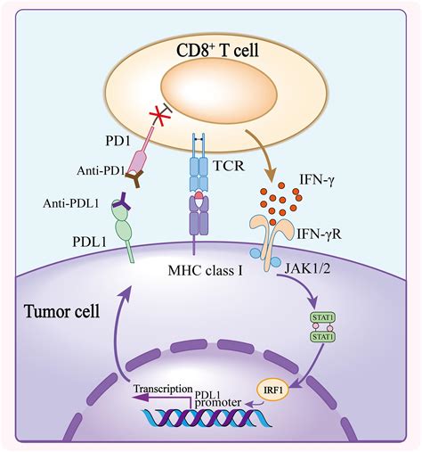 With the right molecular signal, a cancer drug works in every patient : r/medicine