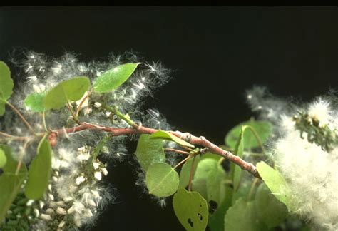 Quaking Aspen (Populus tremuloides) Tree Guide with Propagation