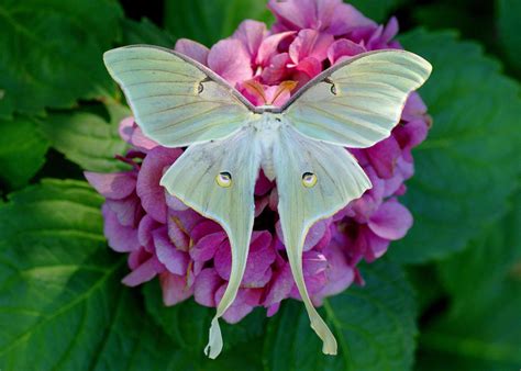 20 Moth Species More Beautiful Than Butterflies