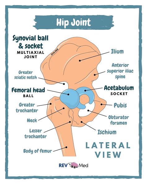 Hip Joint Anatomy - Acetabulum By @rev.med #Hip #Joint ... | GrepMed