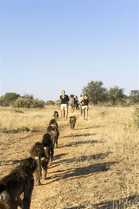 Namibia Wildlife Sanctuary - The Mighty Roar