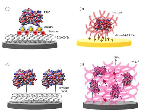 Enzyme immobilization methods. (a) Adsorption onto a multi-walled... | Download Scientific Diagram