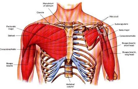 Training The Chest: What You Need To Know!