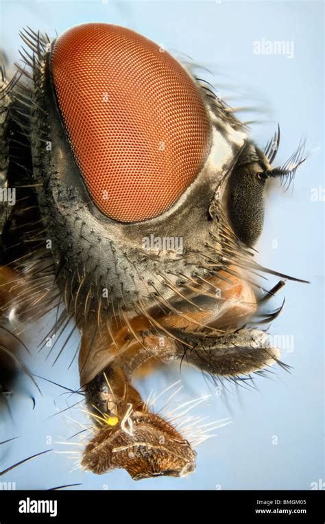 Extreme close up of a house-fly's head showing mouth parts used for sucking Stock Photo - Alamy