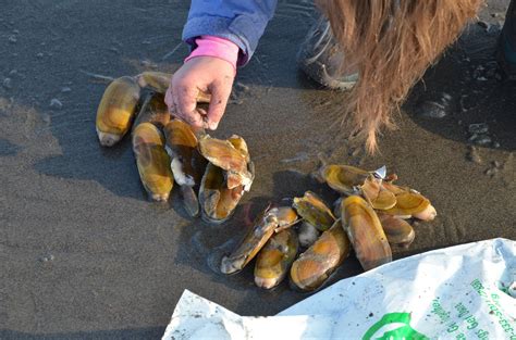 Oregon shuts down razor clam digging on Clatsop beaches | OregonLive.com