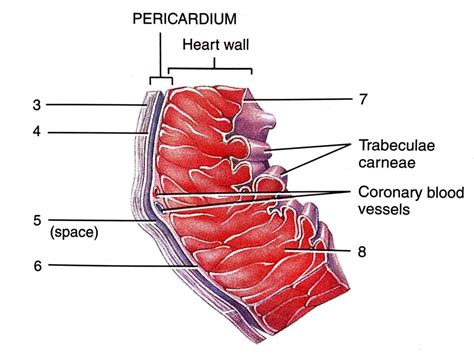 Pericardium Diagram | Quizlet